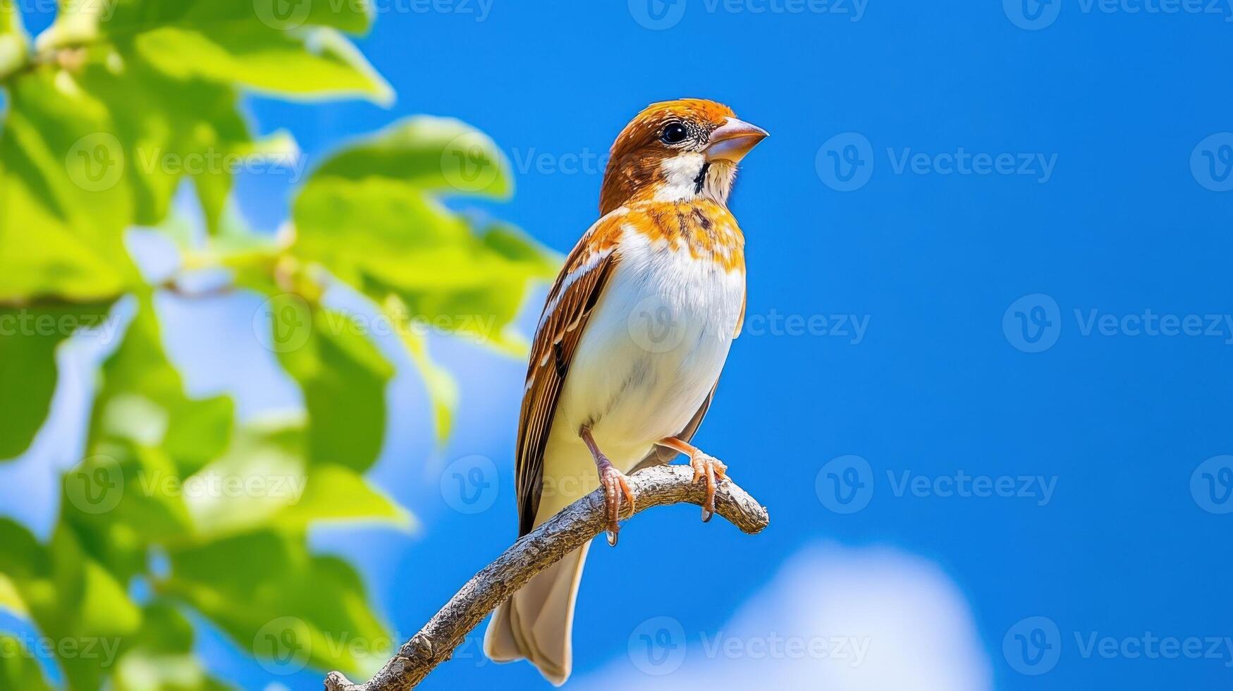 Bird perched on a high branch singing in bright blue sky during sunny day photo