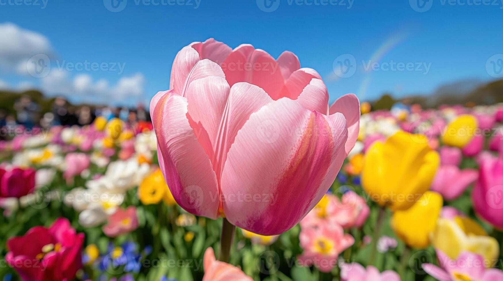 Vibrant rainbow arches over a field filled with blooming tulips in various colors on a sunny day photo