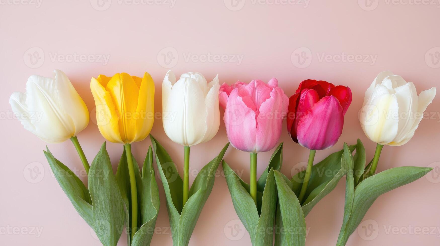 Colorful tulips arranged in a line showcasing spring blooms against a soft background photo