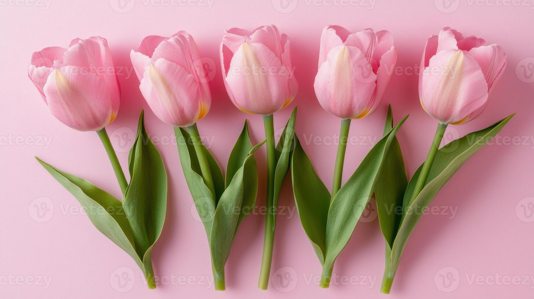 Pink tulips arranged in a straight line on a soft pastel background for a fresh spring look photo