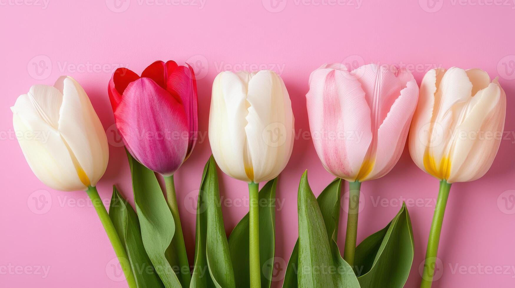 Vibrant tulips arranged in a straight line on a soft pink background showcasing nature's beauty photo