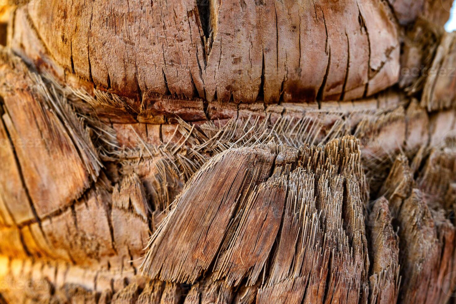Close-up view of weathered palm tree trunk revealing intricate texture and natural patterns at sunset photo