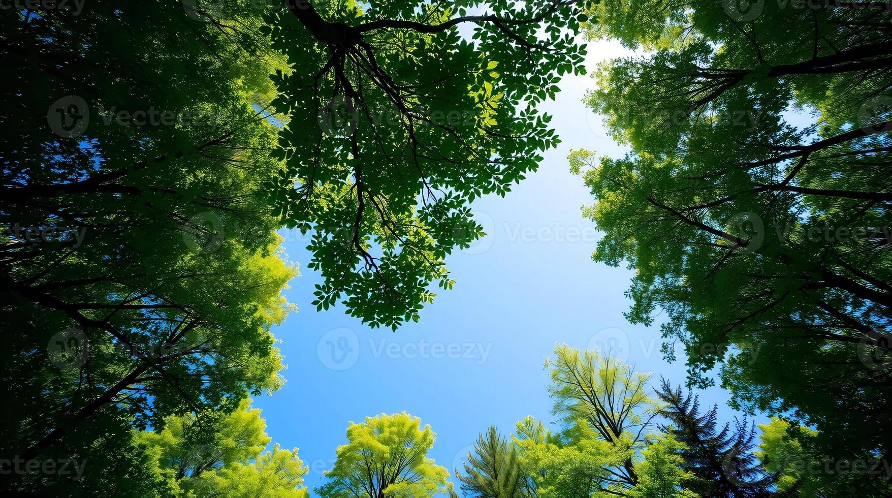 A view of the sky through the canopy of trees photo