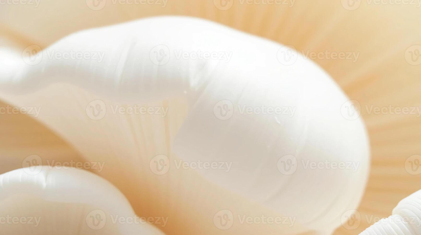 A close up of a white mushroom with a white background photo