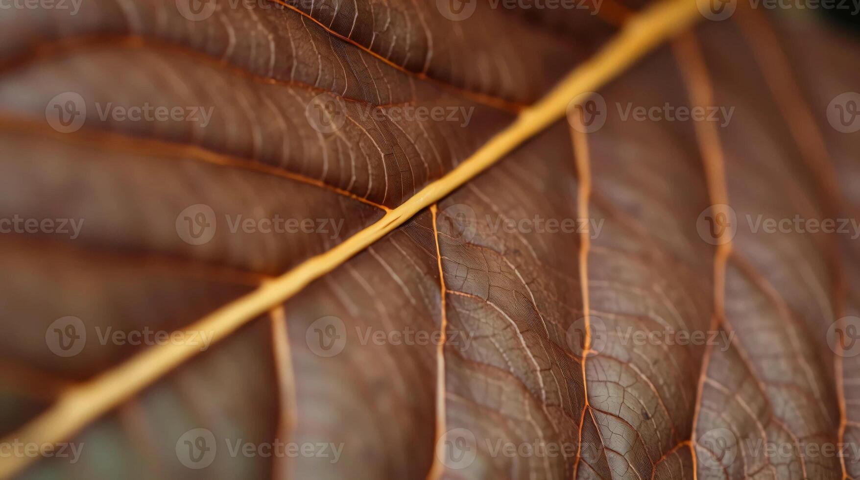 A close up of a brown leaf with a yellow line photo