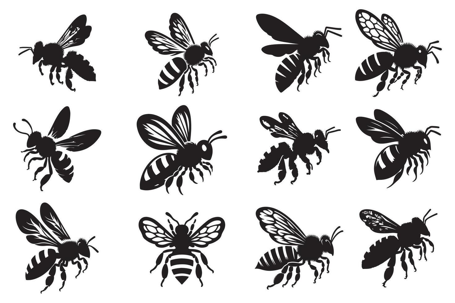 Detailed Honeybee Anatomy Print Classic Insect Study vector
