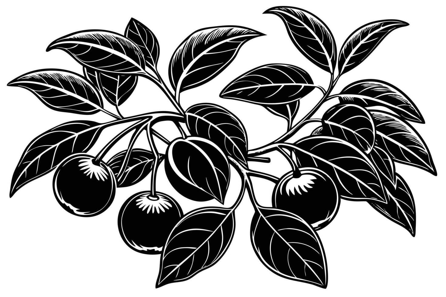 Elegant Black and White Botanical Illustration of Berries and Leaves vector