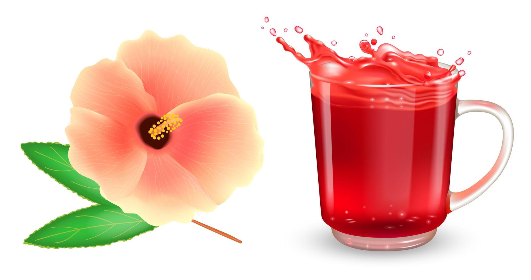 Set of pink hibiscus flower and tea transparent cup with red hibiscus tea and splash. Realistic design elements. vector