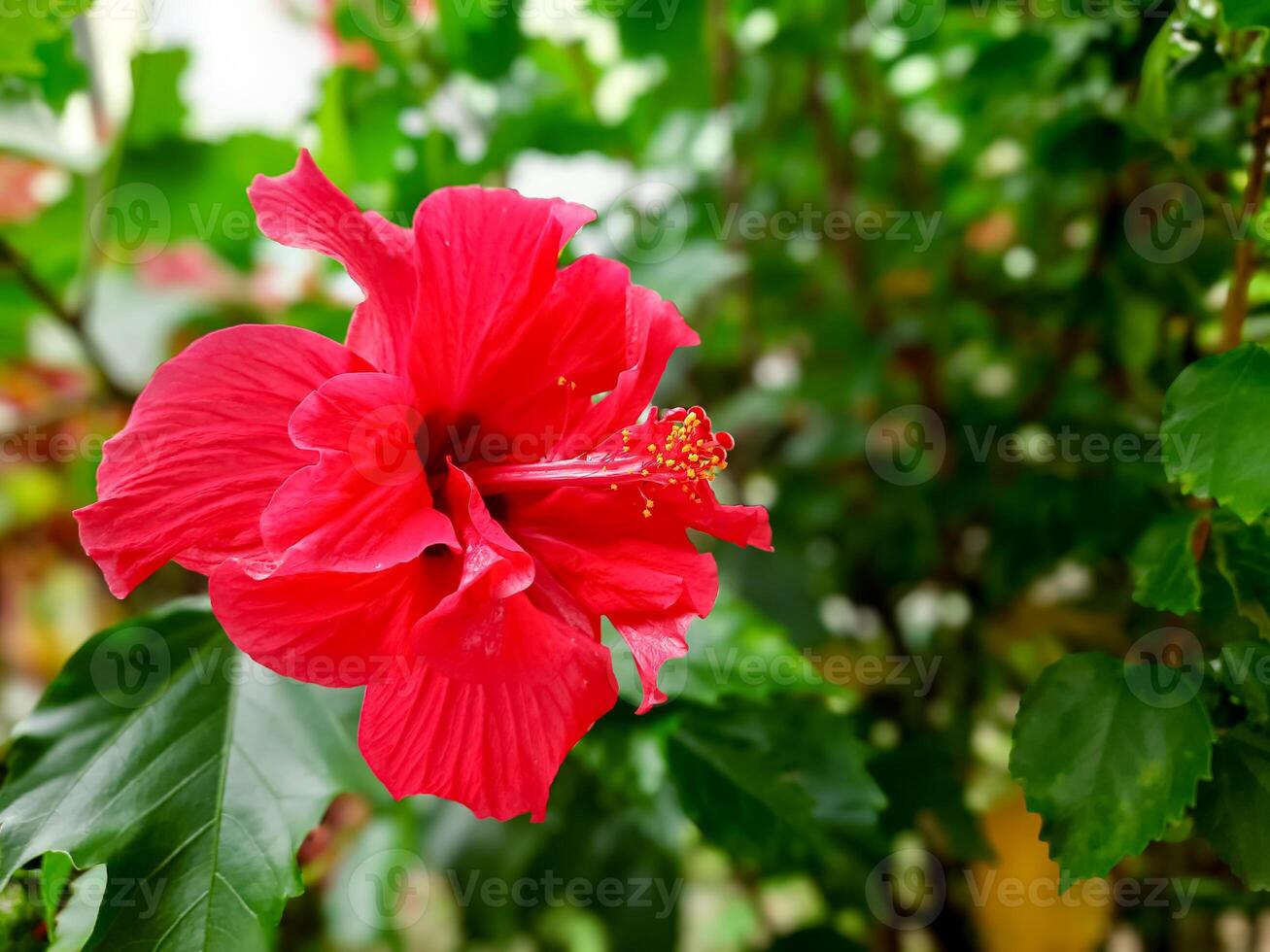 A vibrant red hibiscus flower or kembang sepatu in full bloom - surrounded by green foliage. This flower is known for its beauty and medicinal properties in Indonesia photo