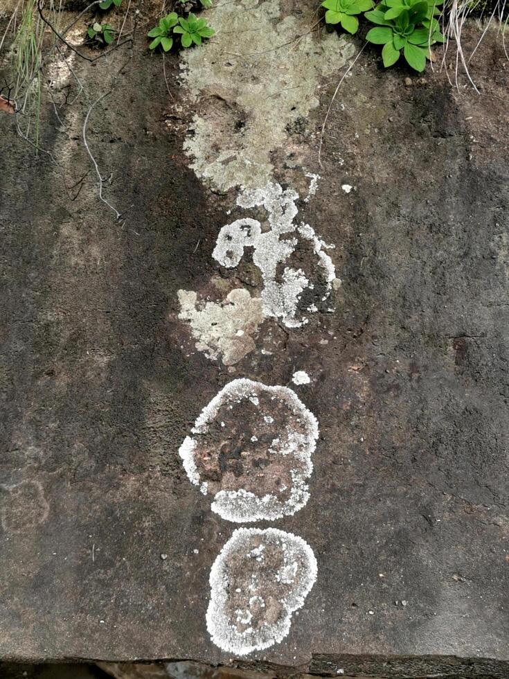 White Lichen On The Rock photo