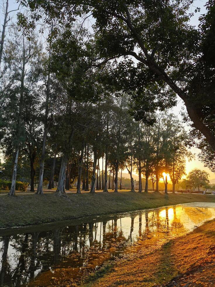 Sunset view through the trees photo