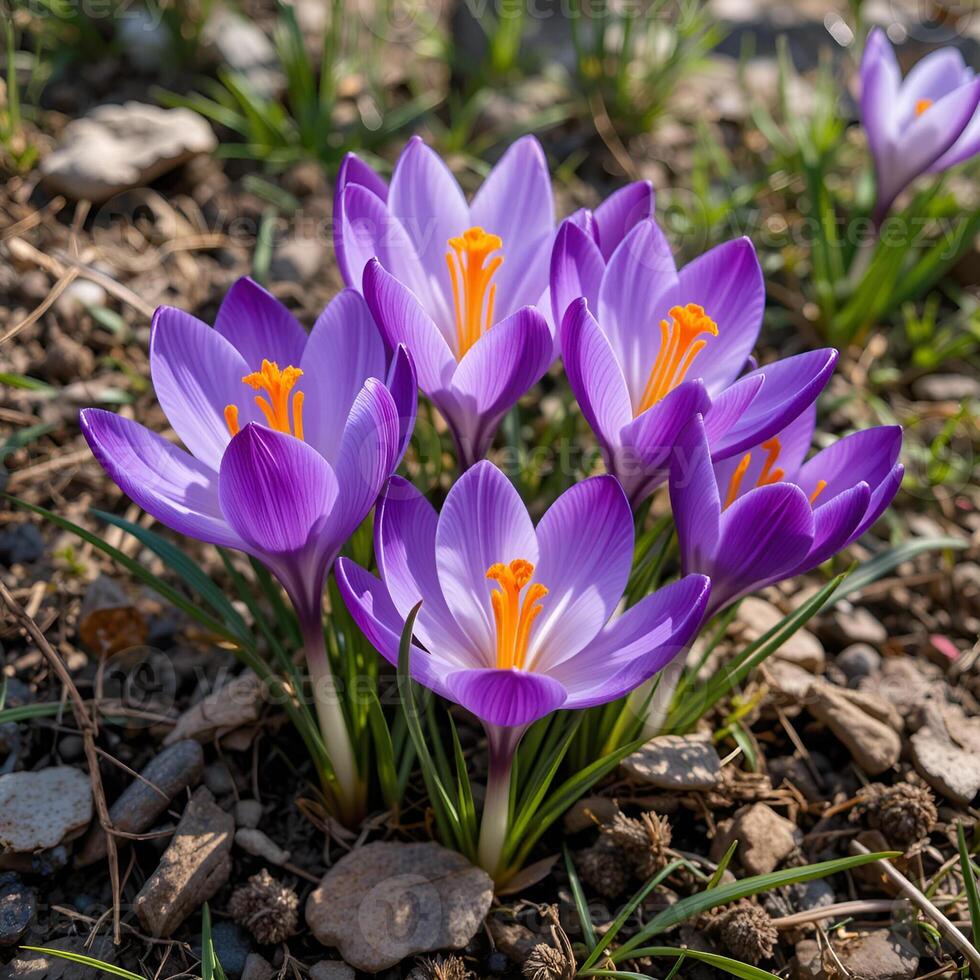 crocuses blooming in spring. Purple flowers with bright orange stamens create a harmonious composition against a background of earth and greenery. photo