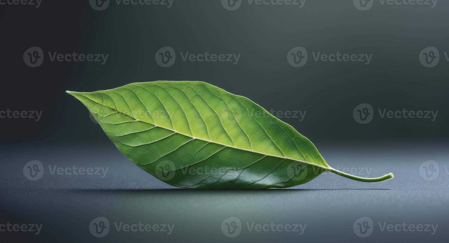 A single green leaf on a dark background photo