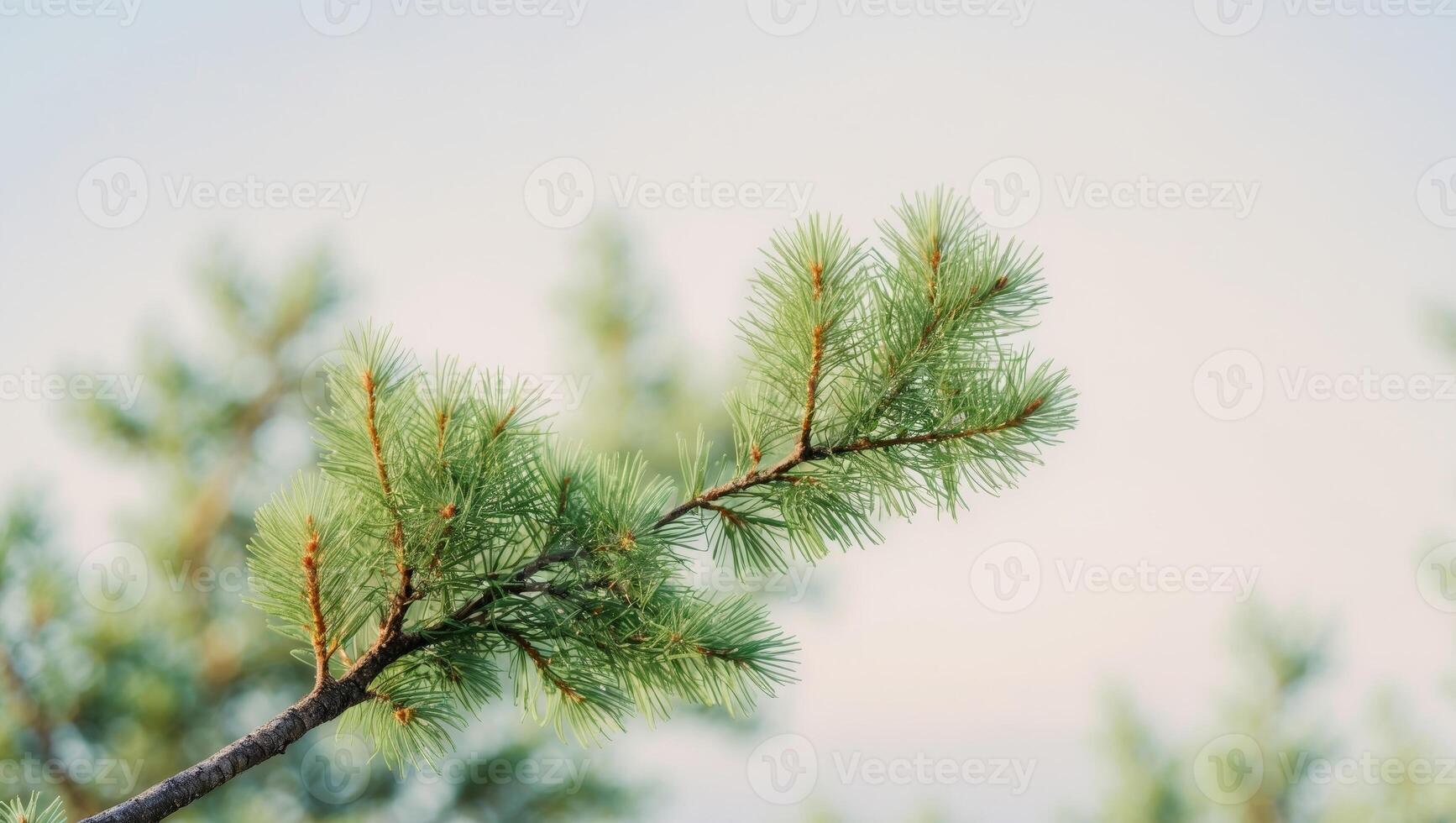 A close up of a pine tree branch with green needles photo