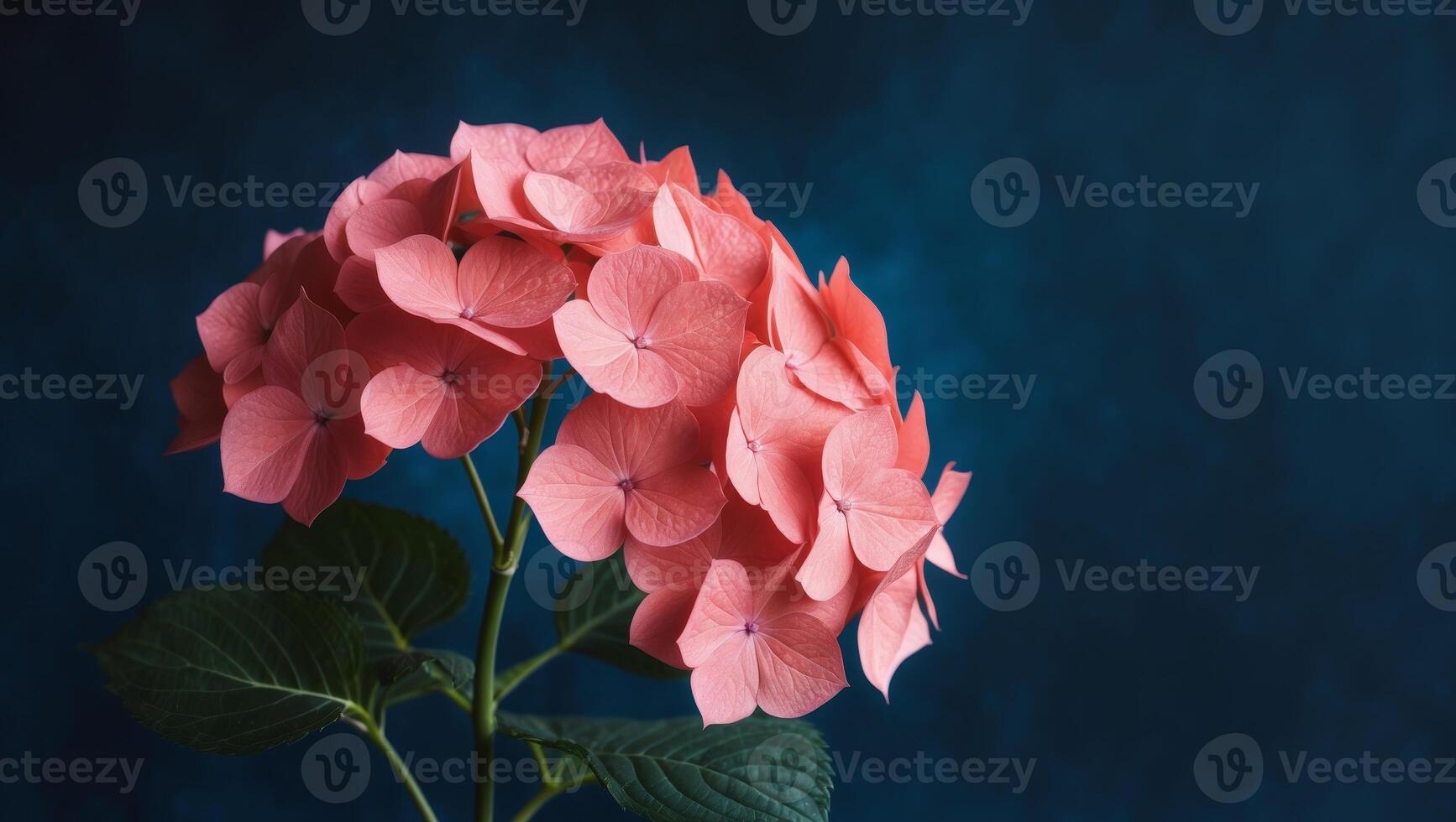 Coral Pink Hydrangea on Dark Blue Background. photo