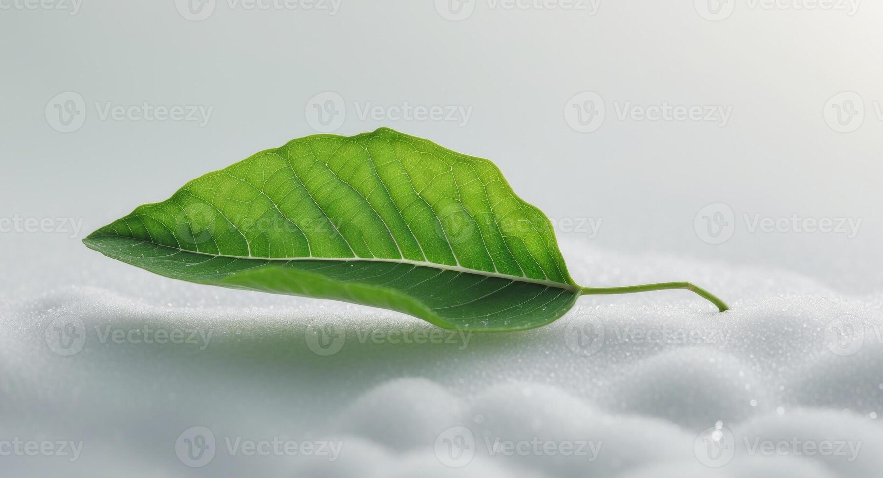 A green leaf is sitting on top of snow photo