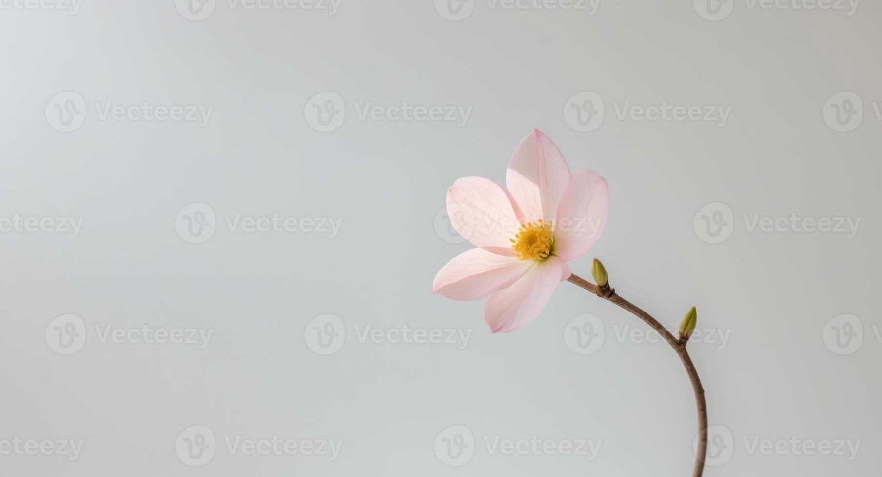 A single delicate pink flower blooms on a slender branch photo