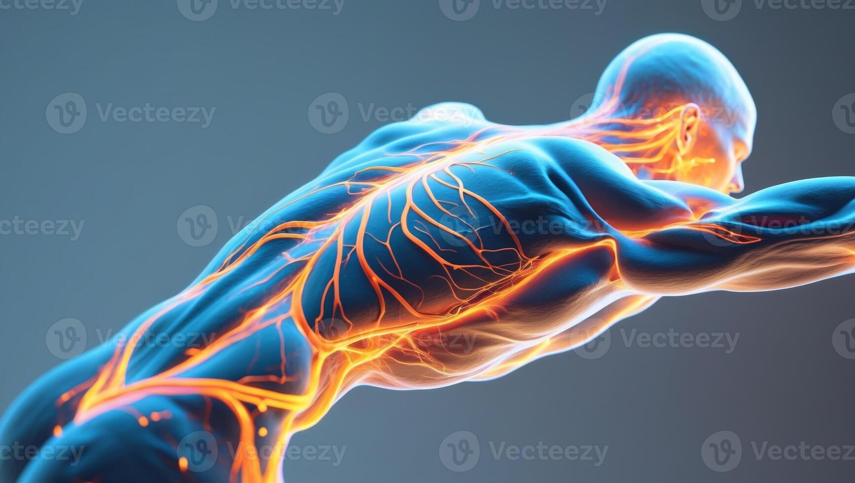 Futuristic Human Anatomy with Glowing Muscles and Vascular System. photo