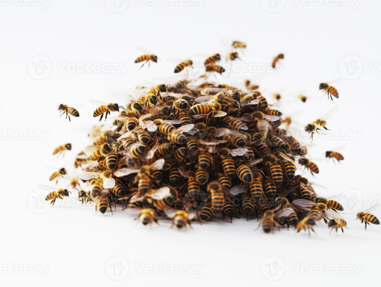 Swarm of bees gathered in a cluster on a white background photo