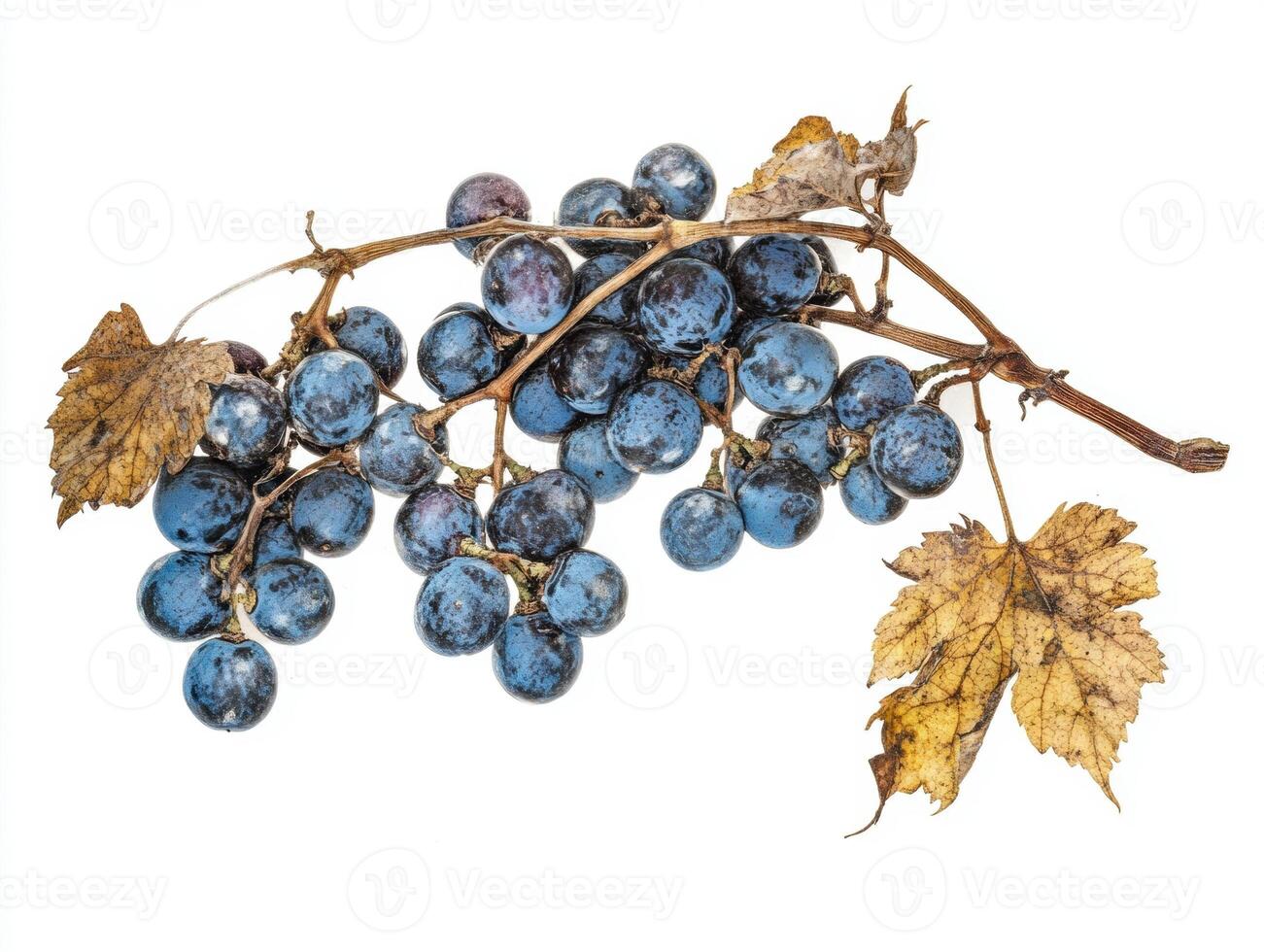 Fresh and ripe grapes displayed with leaves in natural setting photo