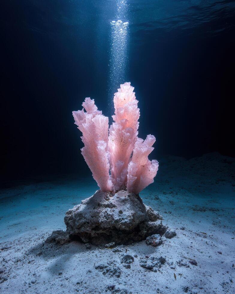 Underwater scene of a pink coral formation with sunlight and bubbles photo