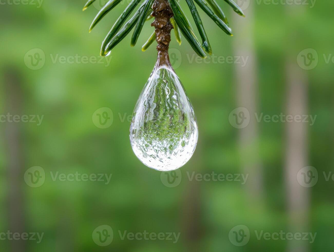 Water droplet hanging from a pine needle reflecting the forest photo
