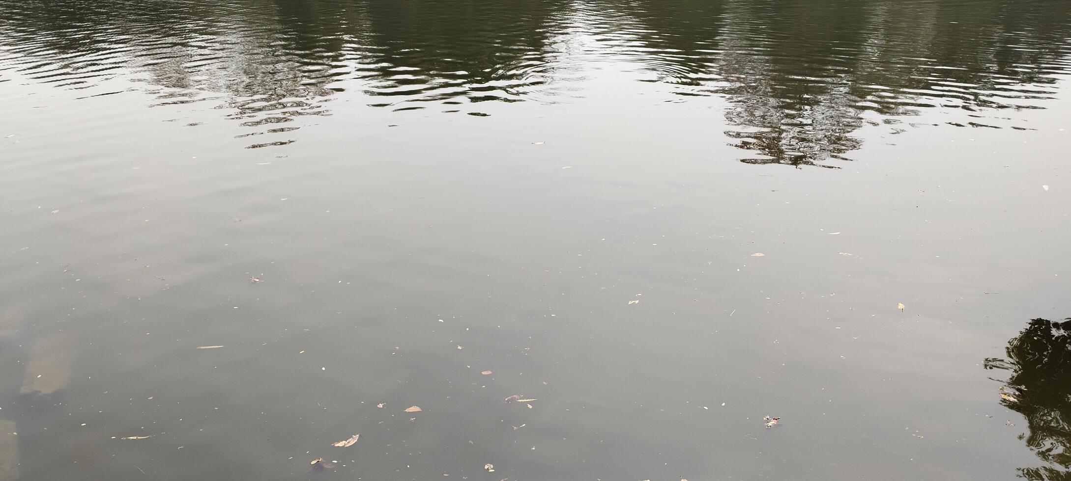 The calm surface of a pond reflects tree shadows while gentle ripples dance across. Floating leaves add a touch of nature's poetry, making this scene a peaceful blend of light, water, and reflections. photo