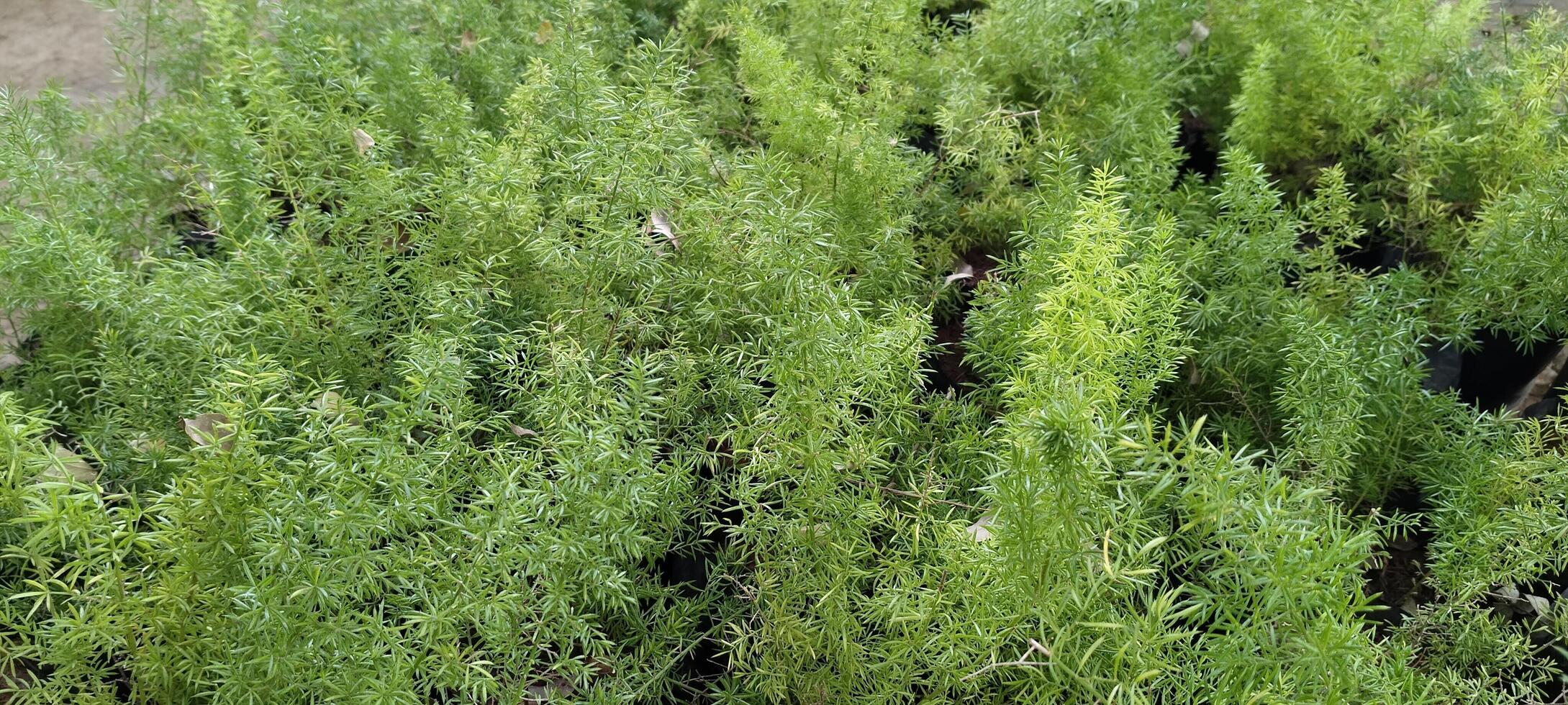 A lush grouping of asparagus ferns with delicate needle-like leaves, creating a vibrant green texture. The plants appear healthy, with some dried leaves scattered among the foliage, a natural touch. photo
