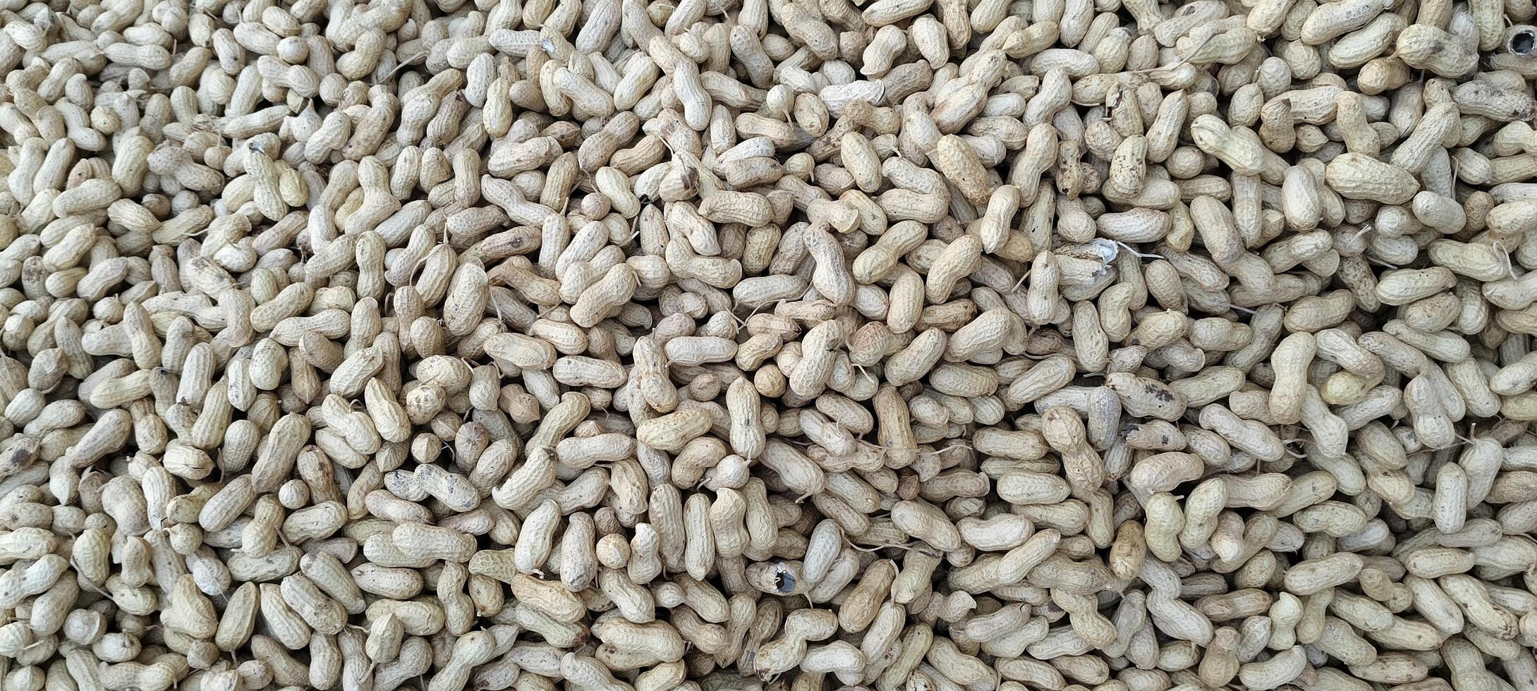 A close-up of a large pile of freshly harvested groundnuts in their shells. These protein-rich legumes are packed with flavor and health benefits, making them a popular snack and cooking ingredient. photo