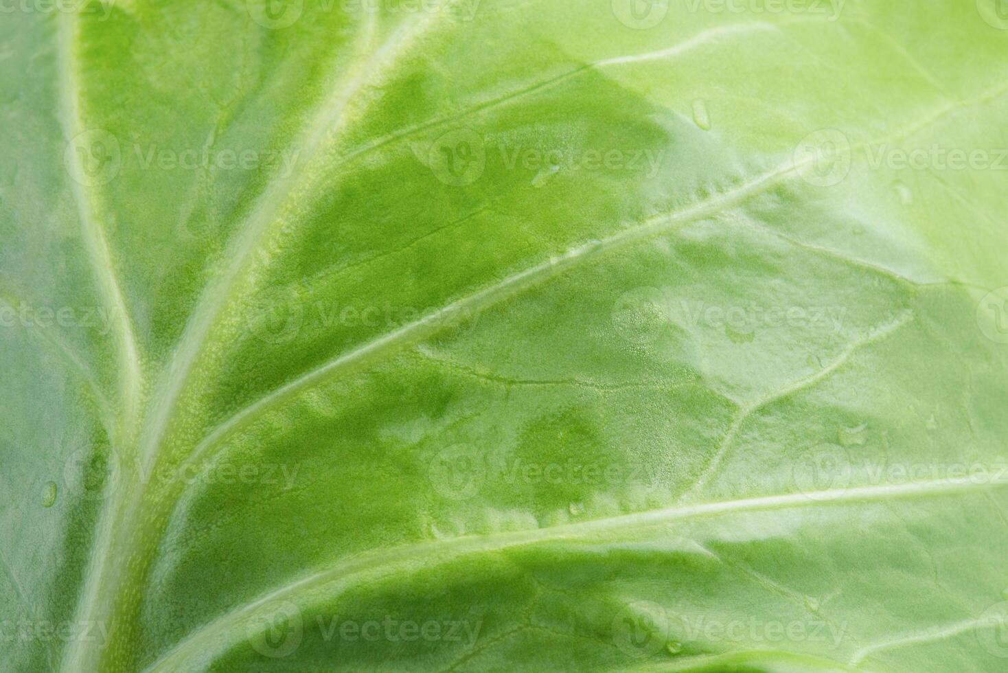Background cabbage macro photo. Food as a texture background. photo