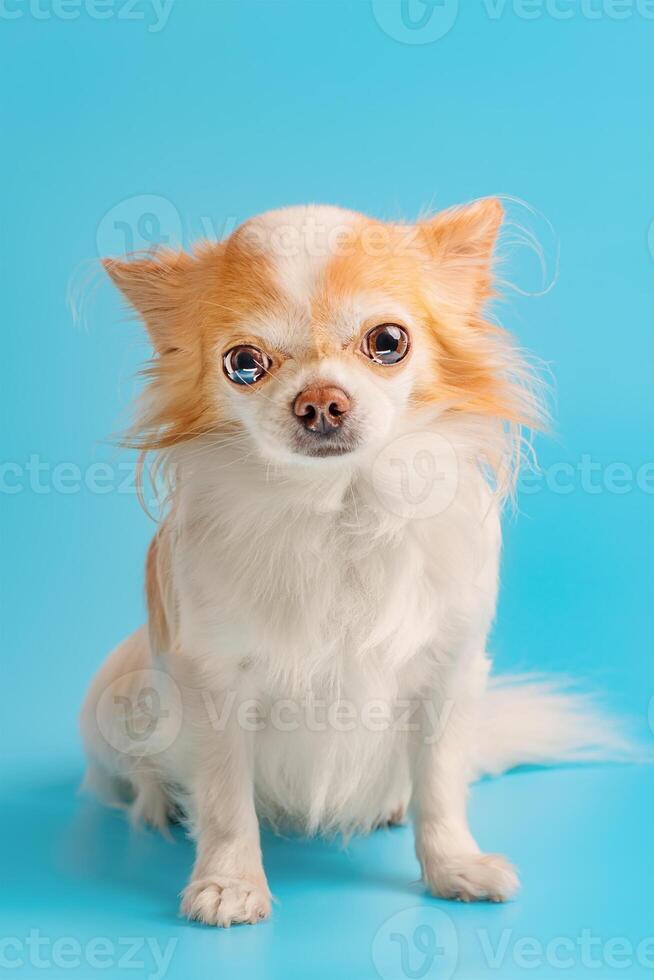 Chihuahua dog white with red color on a blue background. Pet, small breed dog studio photo. photo