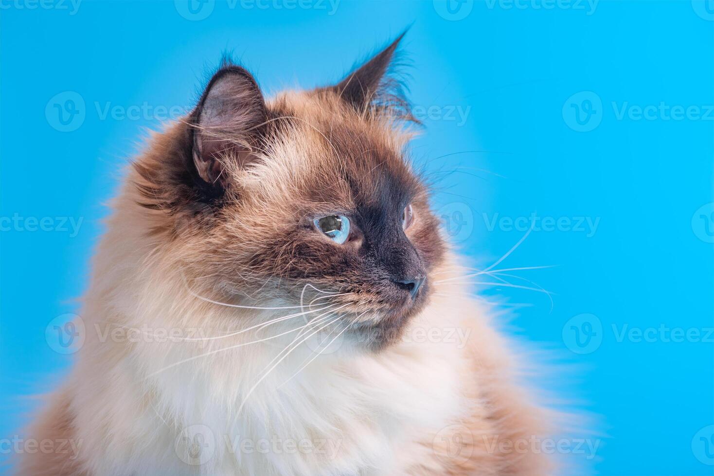 Siberian cat breed color point on a blue background. Pet, cat with blue eyes. photo