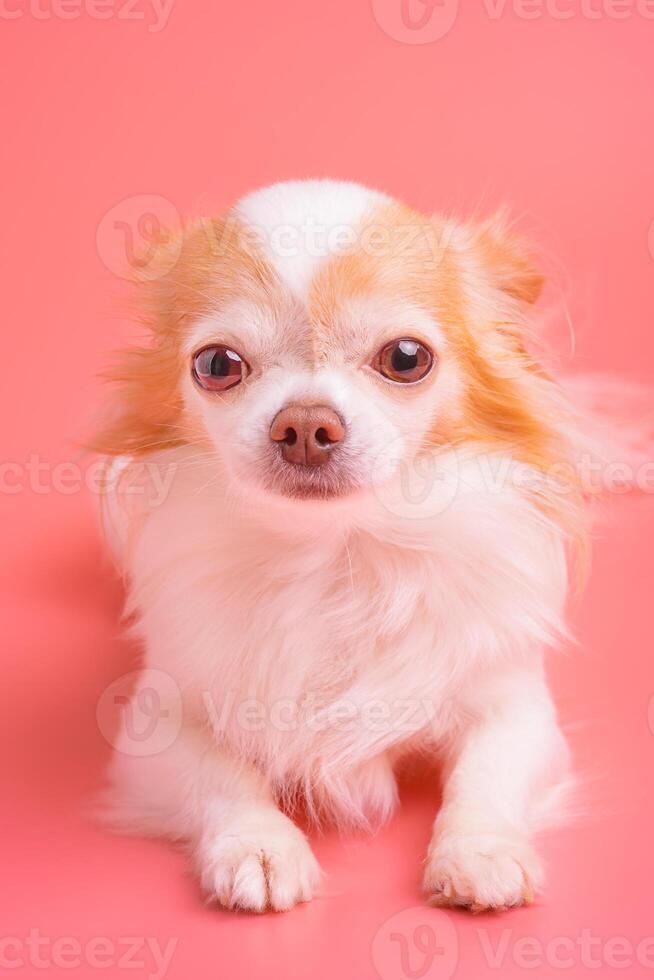 Chihuahua dog of white with red color lies on a pink background. Portrait of a small breed dog. photo