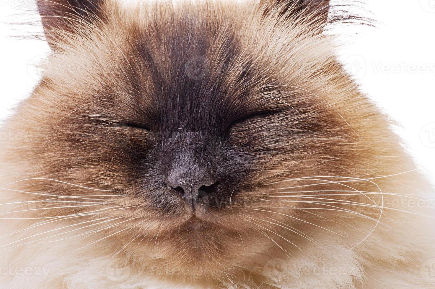 Cat breed Neva Masquerade Colorpoint isolate on white. Muzzle of beige with brown color cat photo