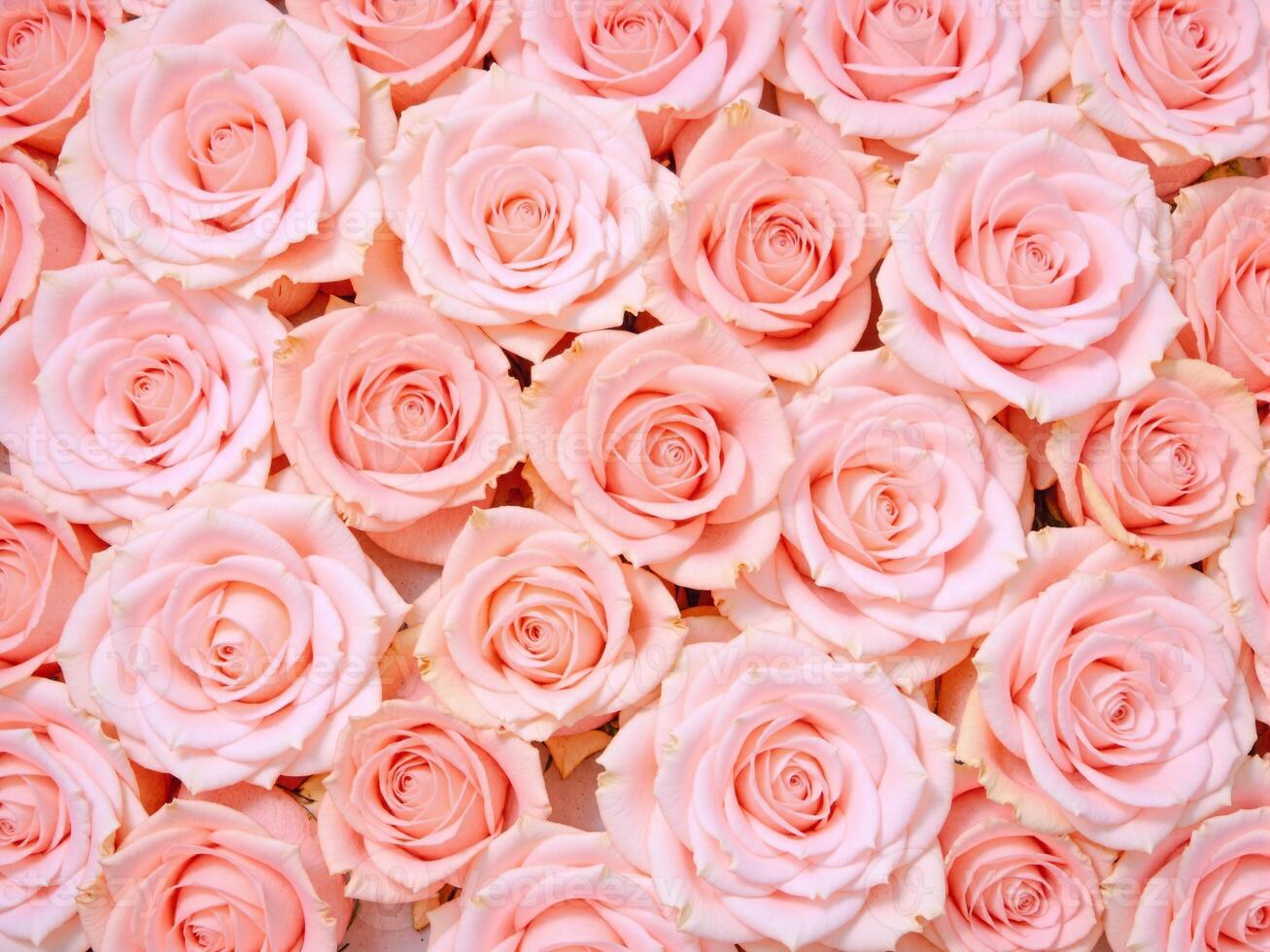 A large group of pink roses are arranged in a circle photo