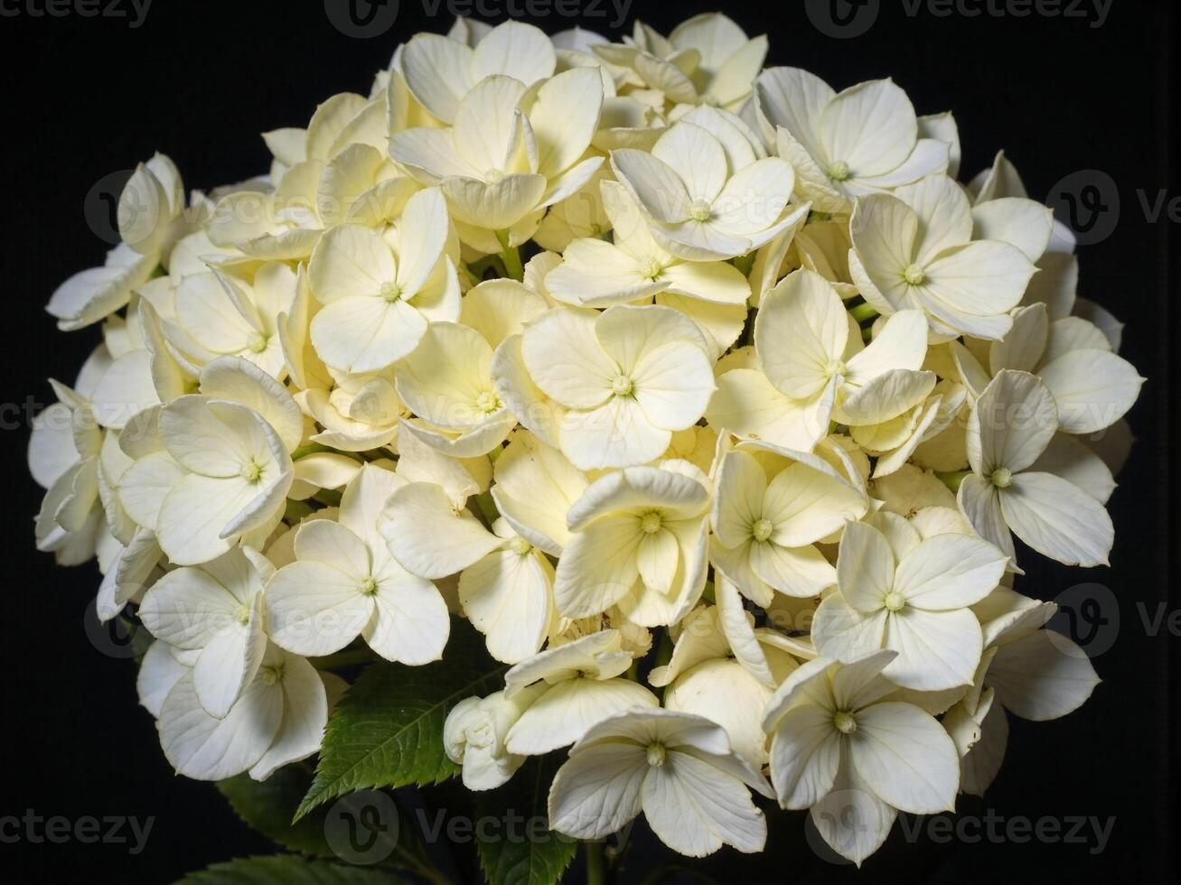 A bouquet of white flowers is shown against a black background photo