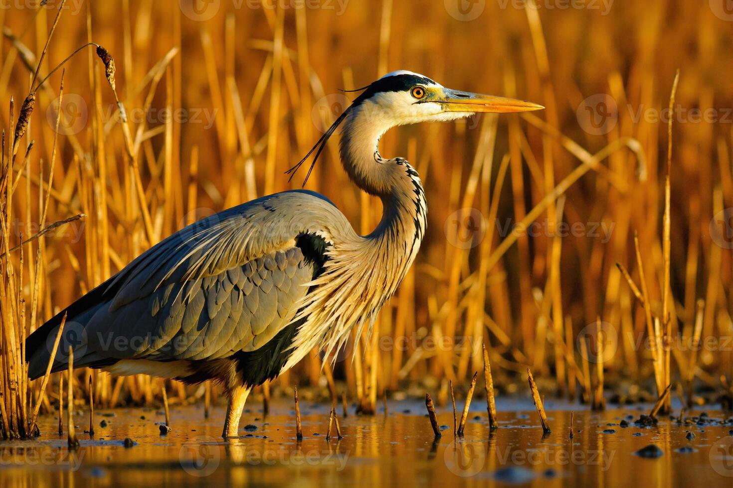 A bird standing in the water photo