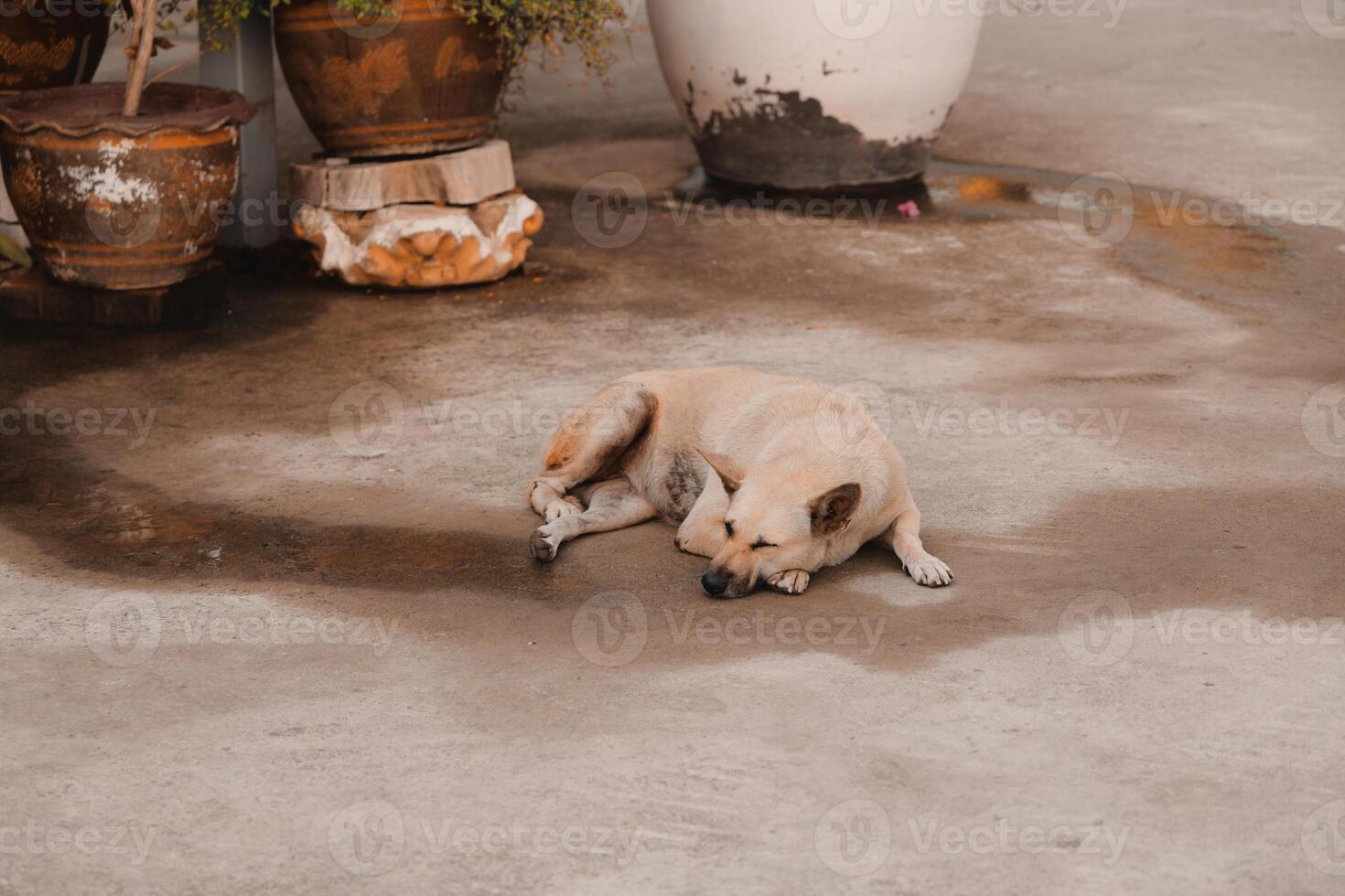 A Peaceful Dog is Relaxing Comfortably in an Urban Setting with a sense of tranquility photo