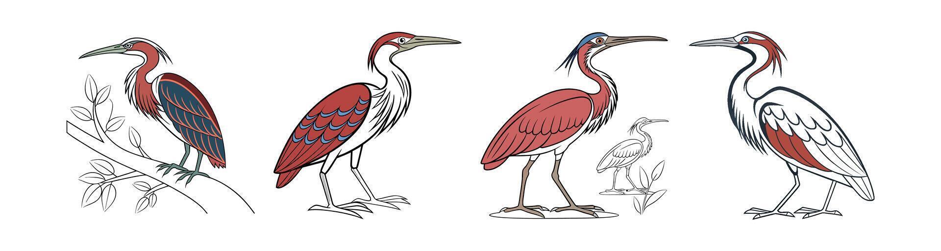 Collection of Beautifully Illustrated Agami Heron Bird. Concept of Bird Design. vector