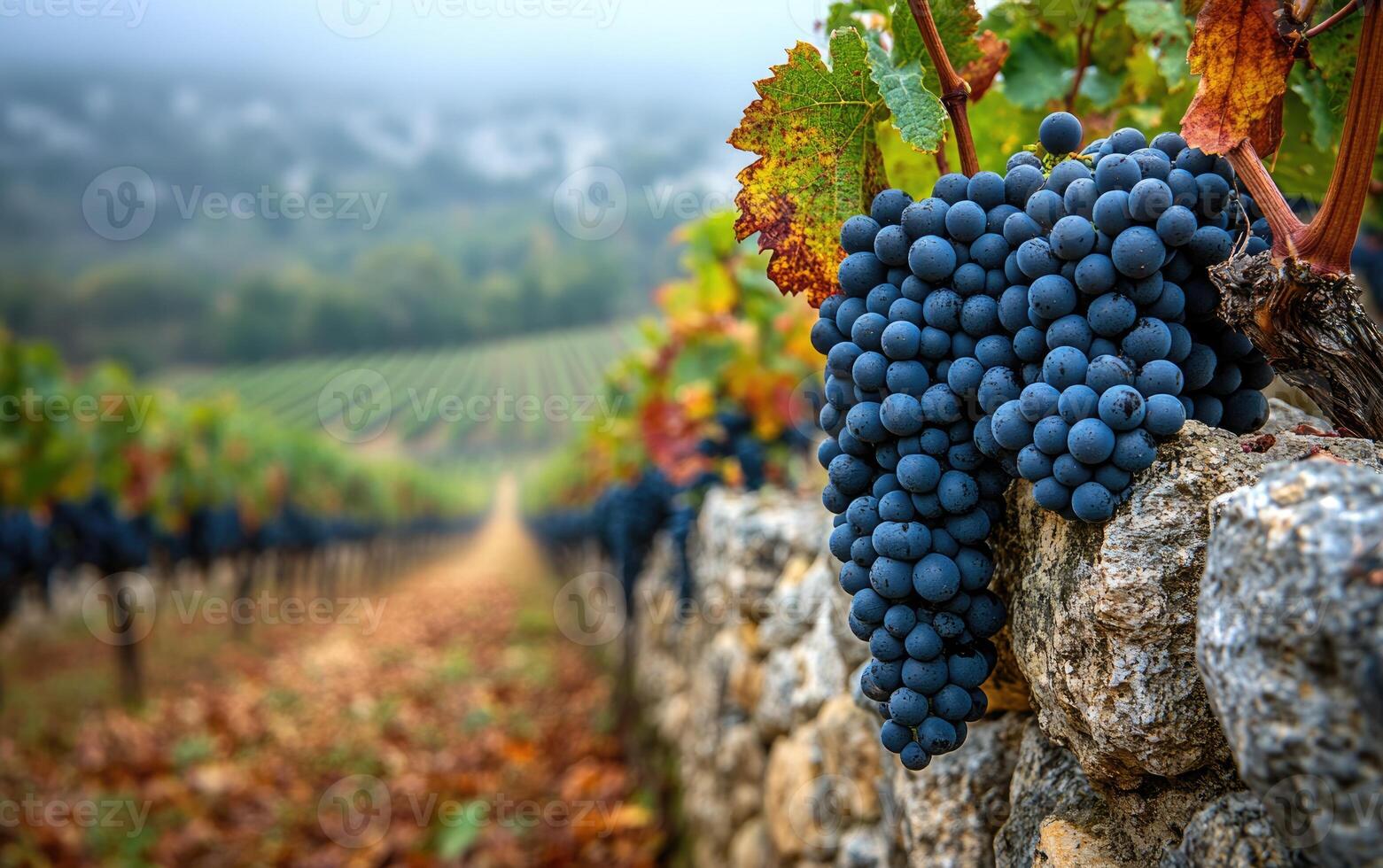 Ripe clusters of dark grapes dangle from a vine, set against a backdrop of a stone wall. A winding vineyard stretches into the distance, shrouded in early morning fog photo