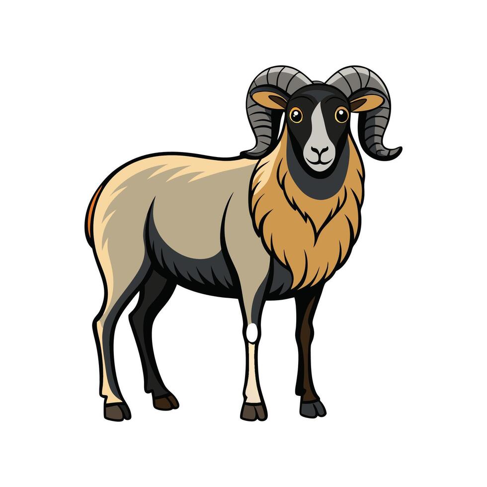 Detailed Color Illustration of American Blackbelly Sheep vector