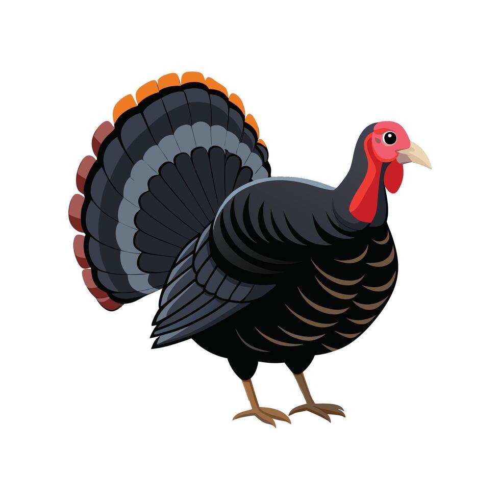 Detailed Black Turkey Color Illustration with Outline vector