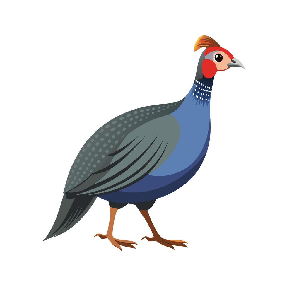 Beautiful Guinea Fowl Realistic Color Illustration with Outline vector
