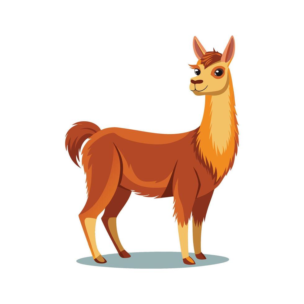 Beautiful Llama Realistic Color Illustration on White Background vector