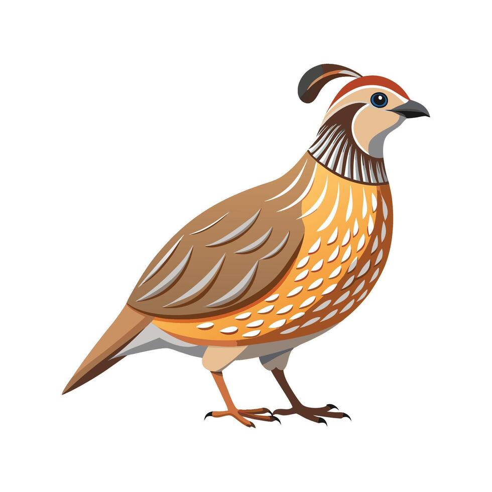 Stunning Quail Realistic Color Illustration on White Background vector