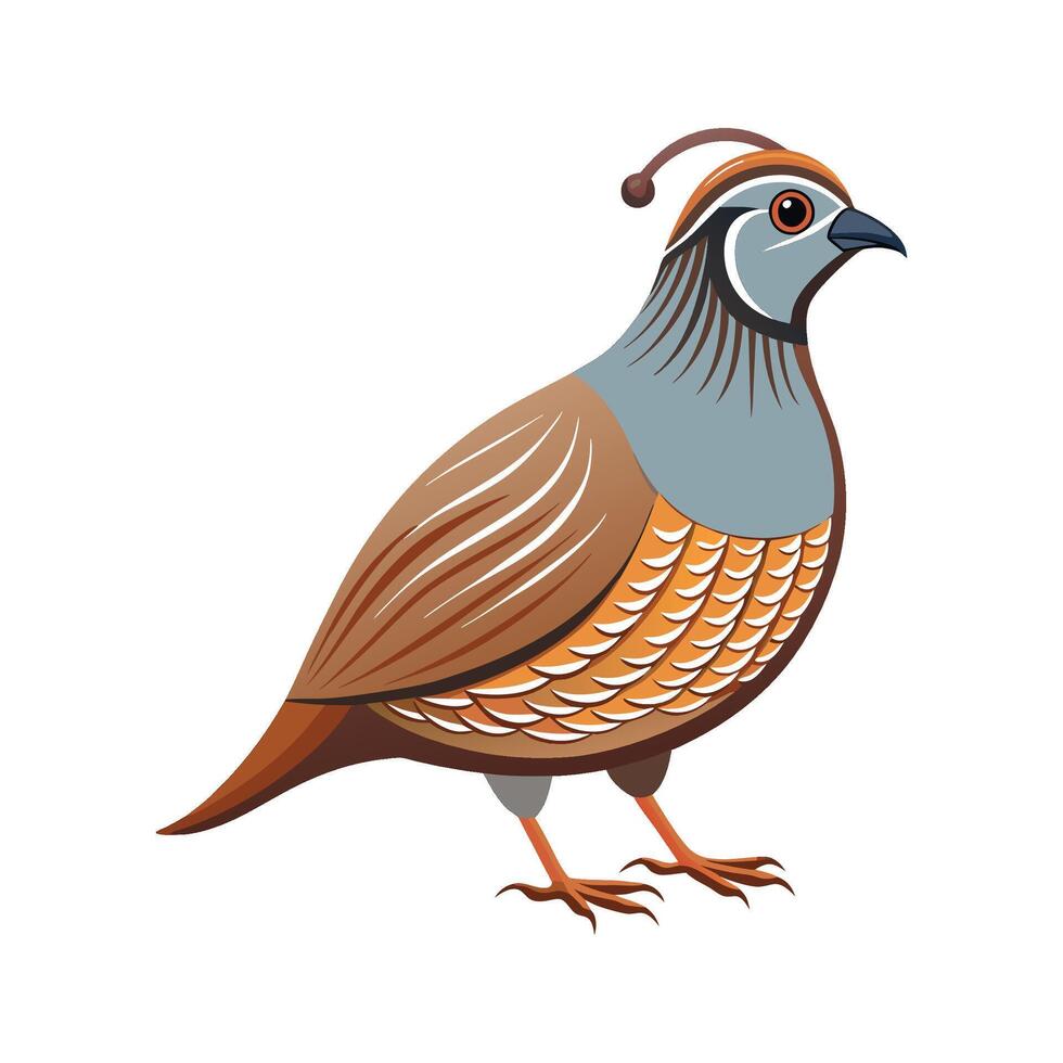 Beautiful Quail Realistic Color Illustration with Outline vector