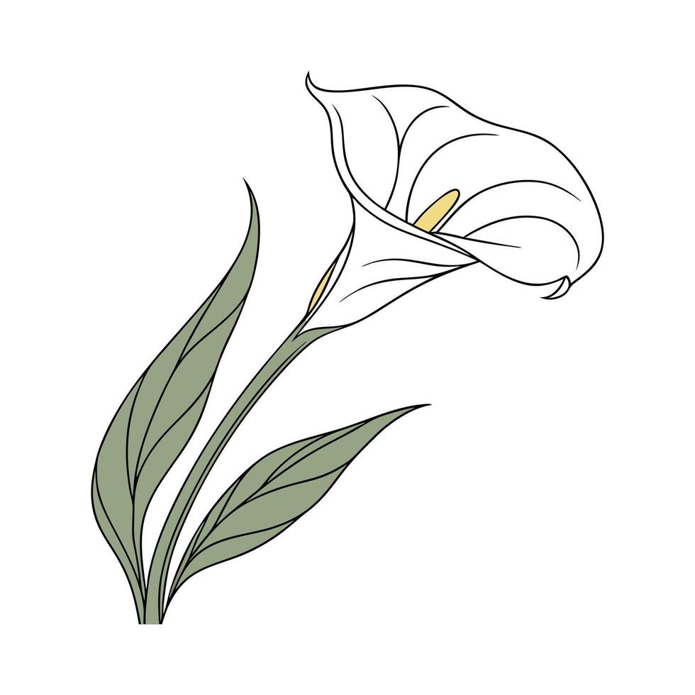 Vibrant Zantedeschia for Artistic Displays vector