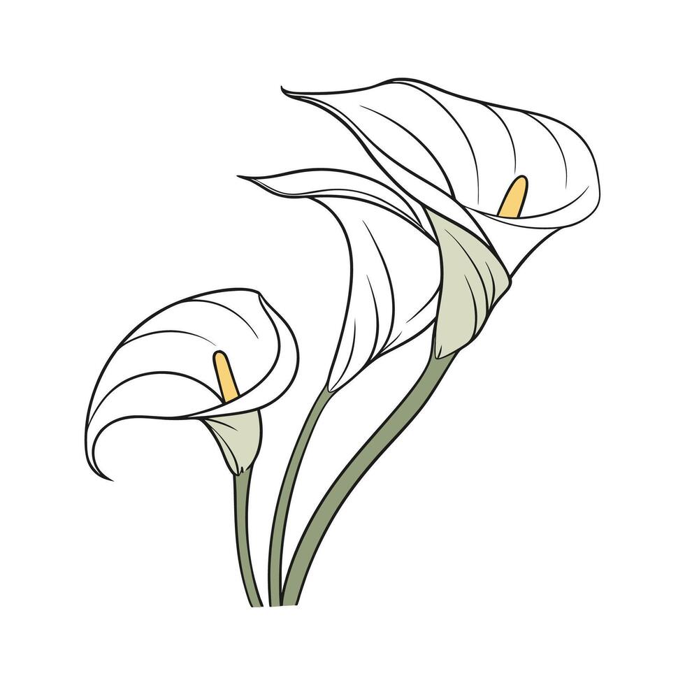 Beautiful Zantedeschia for Unique Floral Art vector