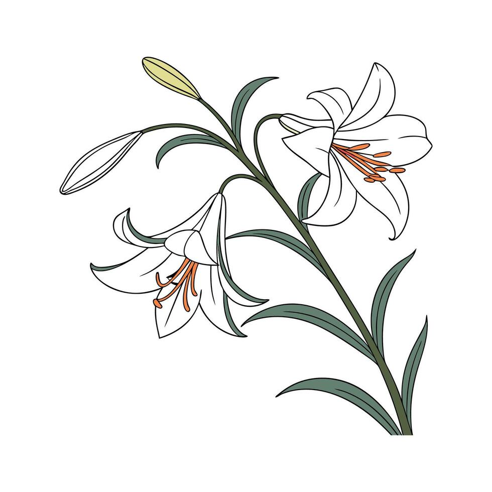 Stunning Zigadenus for Unique Displays vector