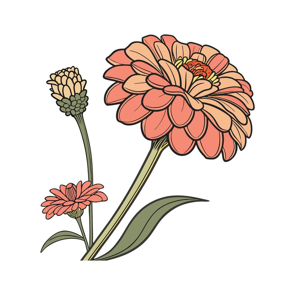 Beautiful Zinnia for Unique Arrangements vector